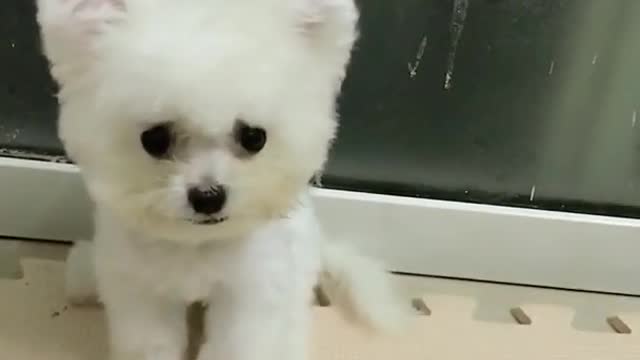 the funny dog that make you laugh