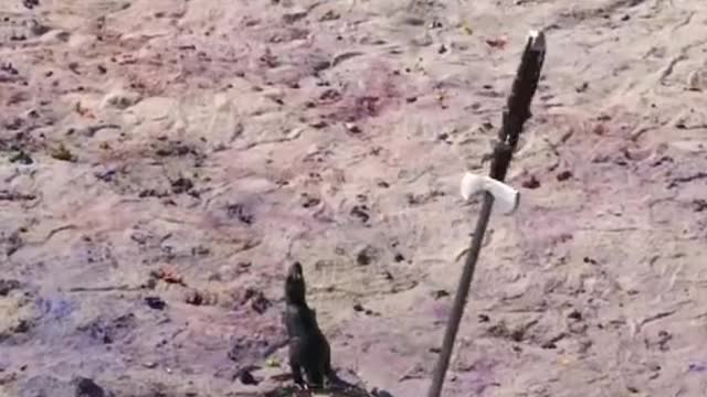 King Arthur's Sword Testedπππ .......π₯ππ«1Mπ