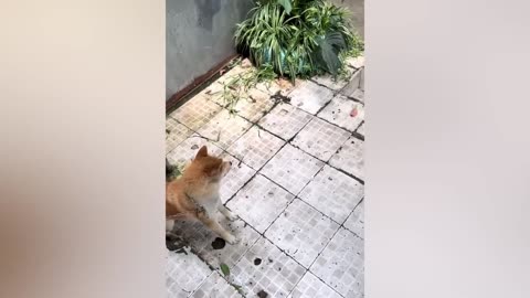 Funny ANIMALS video (8)