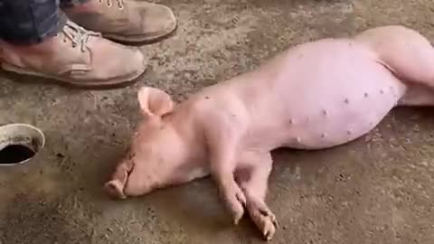 A pig that plays dead