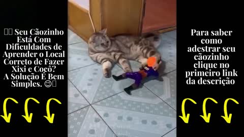 morra de rir desses fofinhos