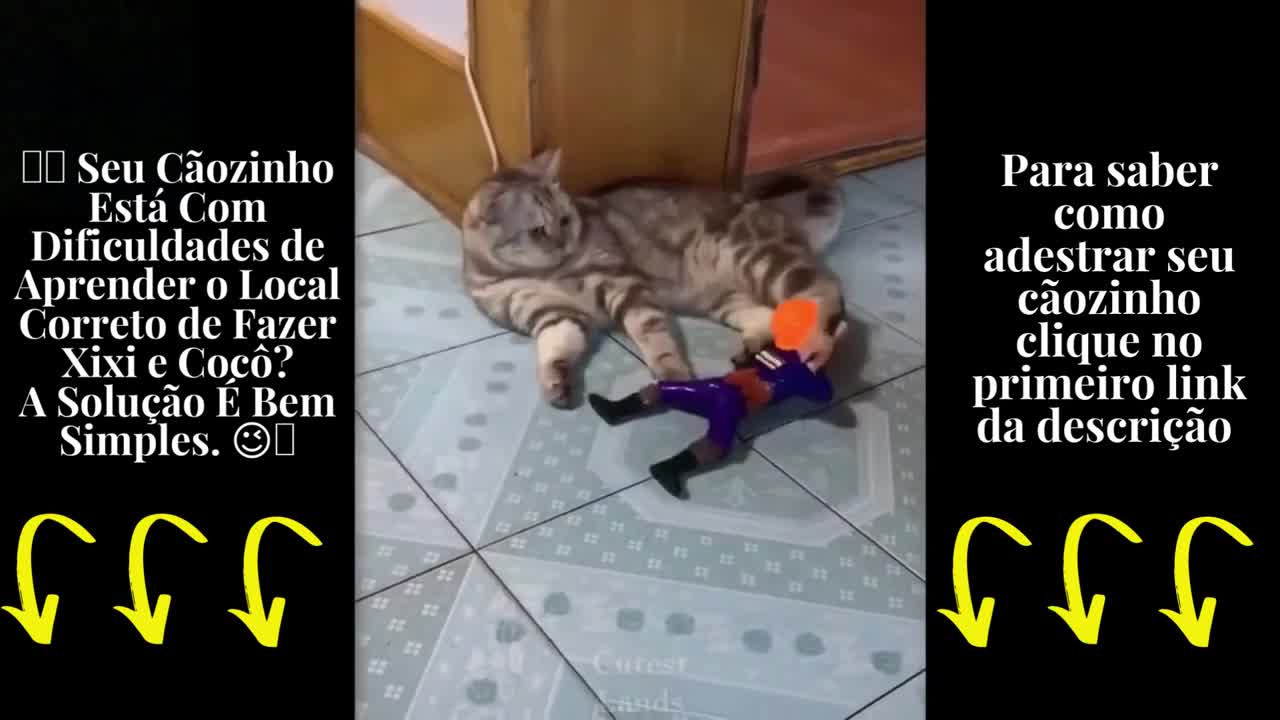 morra de rir desses fofinhos