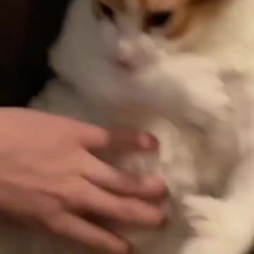 Cat Bites his Arm whenever his Owner Pets His Fat Tummy.