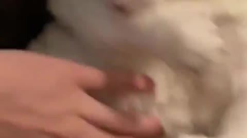 Cat Bites his Arm whenever his Owner Pets His Fat Tummy.