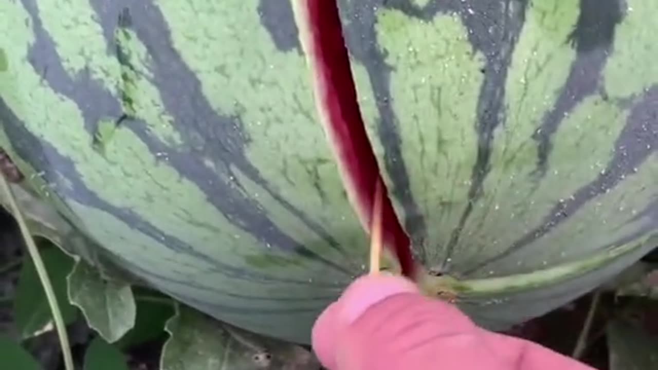 Very nice watermelon