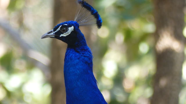 A Curious Peacock and cocky but he is very beautiful