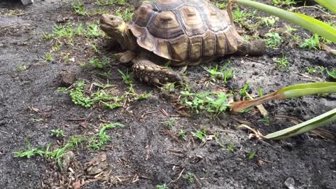 Tortoise eating poo, is it okay?-8