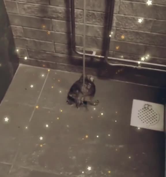 Turtle shakes her butt because she is bathed