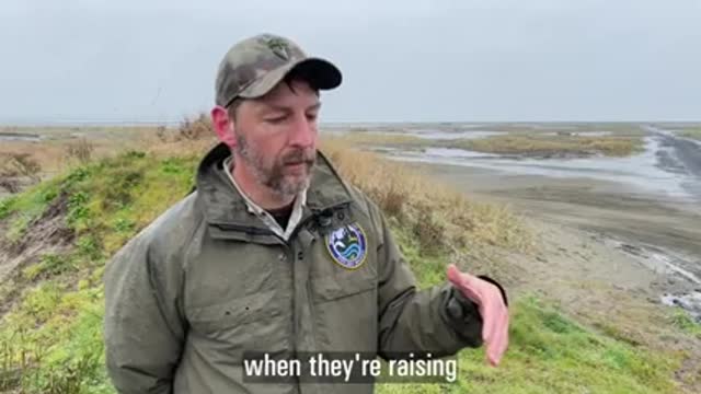 Snowy Plover Conservation in Washington_1