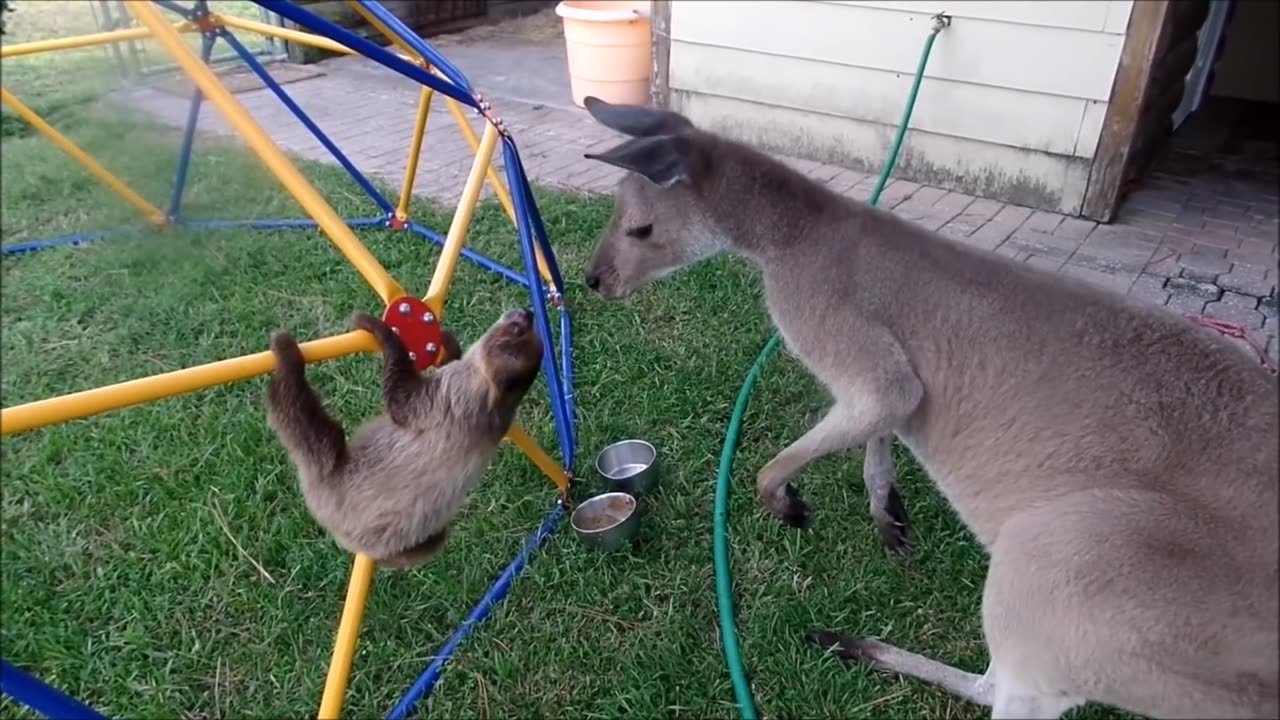 Baby Sloths Being Sloths - FUNNIEST Compilation