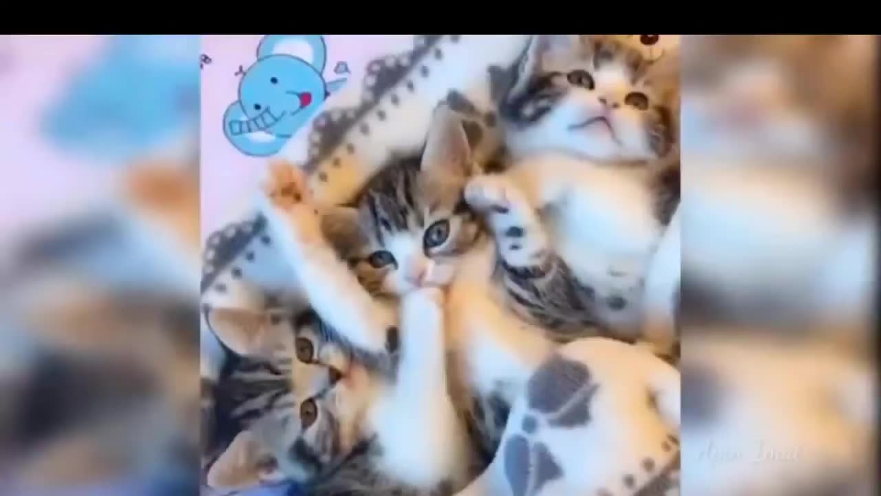 Funny kittens compilation