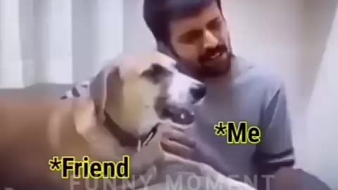 Funny animals dog 🐶 and 🐱