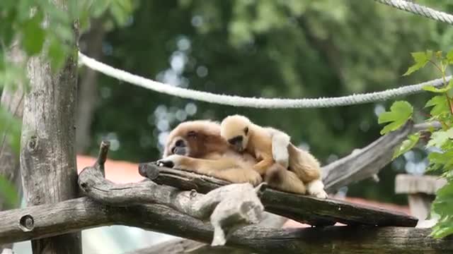 Funny and Cute Monkey Videos Compilation