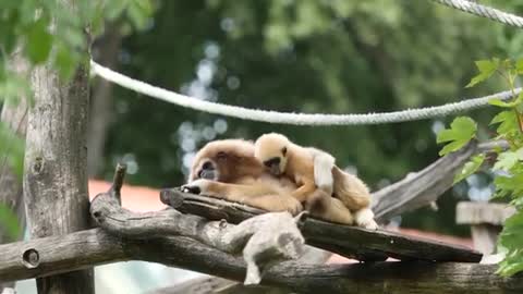 Funny and Cute Monkey Videos Compilation