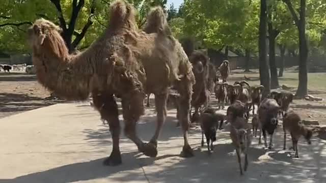 A molting camel