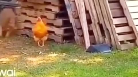 Funny Chicken and dog