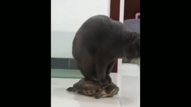 2021 Funny Animal Video Compilation