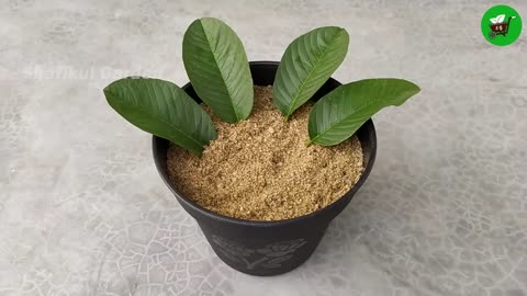 How to grow guava trees from guava leaves