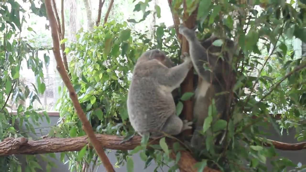 KOALA FIGHT l KOALA VOICES l Lone Pine Koala Sanctuary l Australia