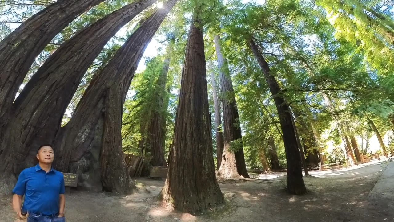 KaraBand Shrine Drive Thru Tree