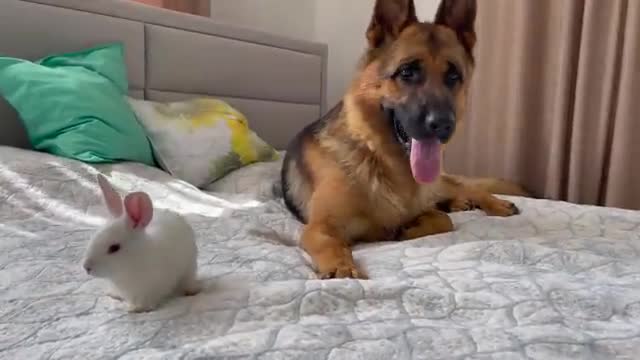 German Shepherd Confused by Baby Bunny