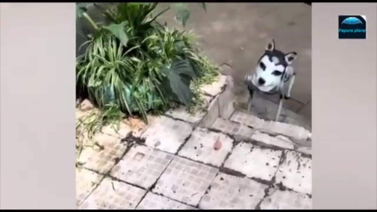 Funny animals - Funny cats / dogs - Funny animal videos 2023