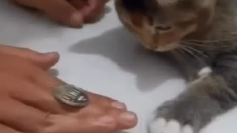 Kitty is a fast learner | Funny Cat Videos | #love #cats #cute #cuteness #firstlove #comedy