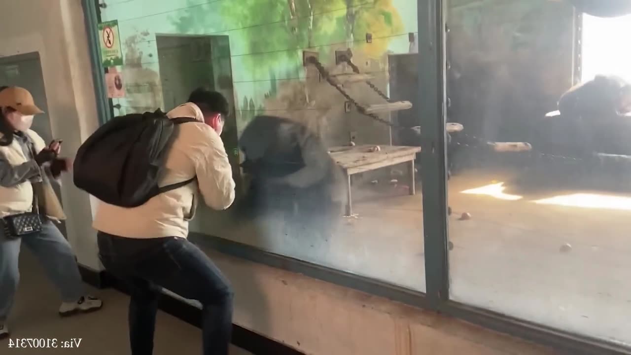 Funny dance between gorilla and monkey