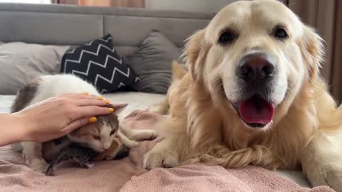 Golden Retriever Meets Mom Cat with Newborn Kittens for the First Time