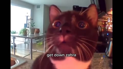 😱 It's To LAUGH When Watching This Video Of The FUNNIEST CATS On Earth 😱 - Funny Cats Life