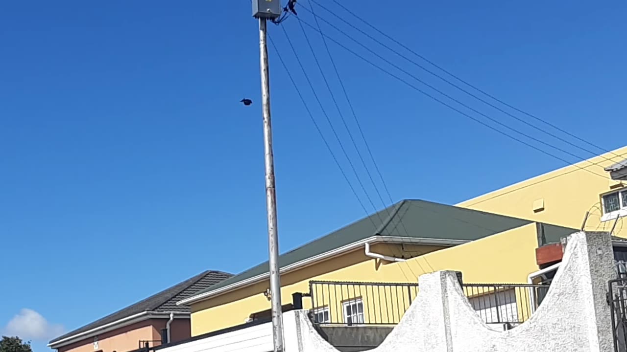 Crows Started Attacking Me!