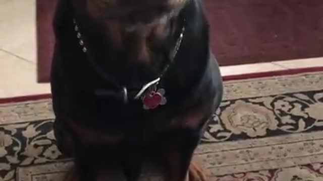 Rottweiler Says No to Vegetables and Yes to Cheese in Hilarious Video ❤️ 😍