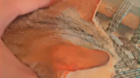 My cat