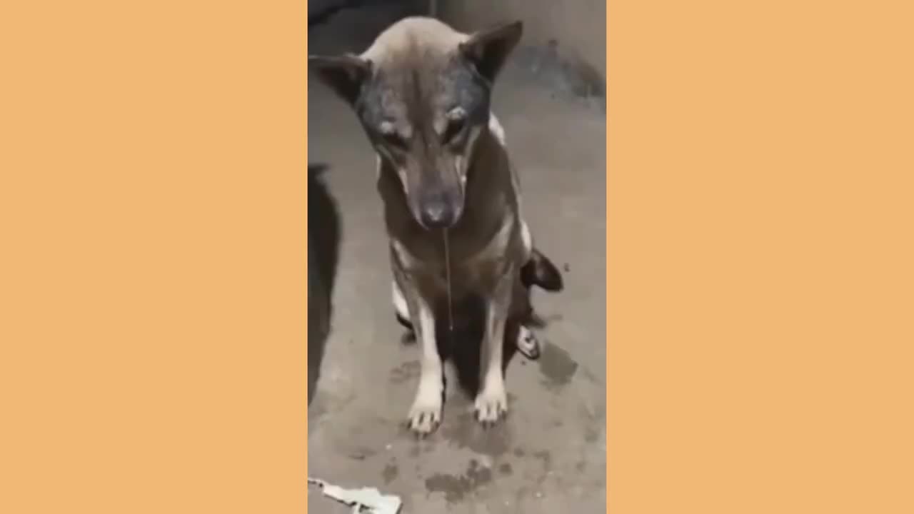 Cute and funny animals compilarion ☆ best funny video ☆ funny fail animals