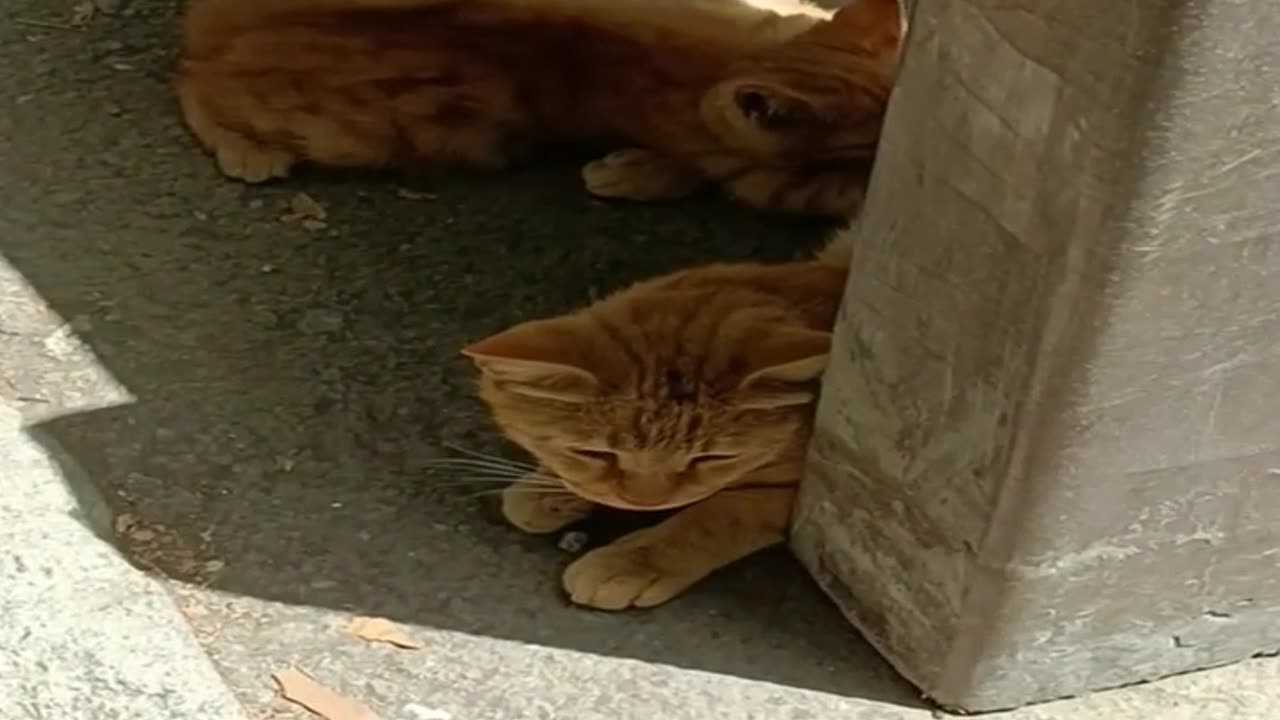 A cute and beautiful cat with her baby