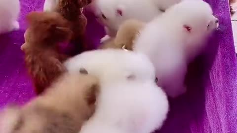 BABIES CUTE DOG