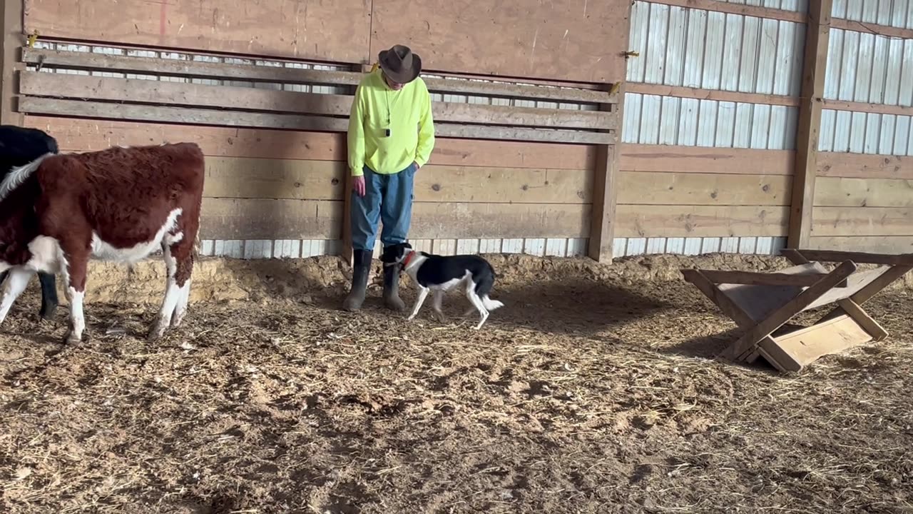 Ellie Mae first time on cattle