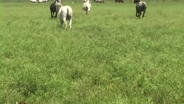 Back To Pasture.