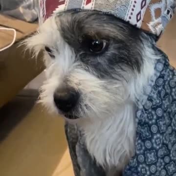 Arabic dog!