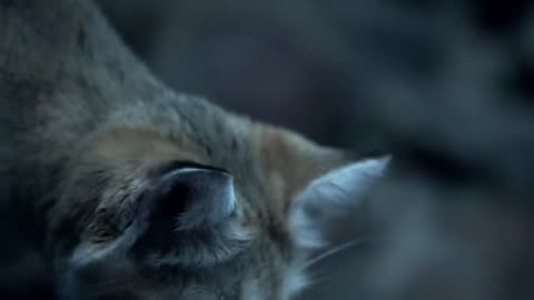 Sand Cat: The King of the Desert