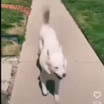 😂Happy Dog Walk🤣🤣🤣MUST WATCH!!!!!