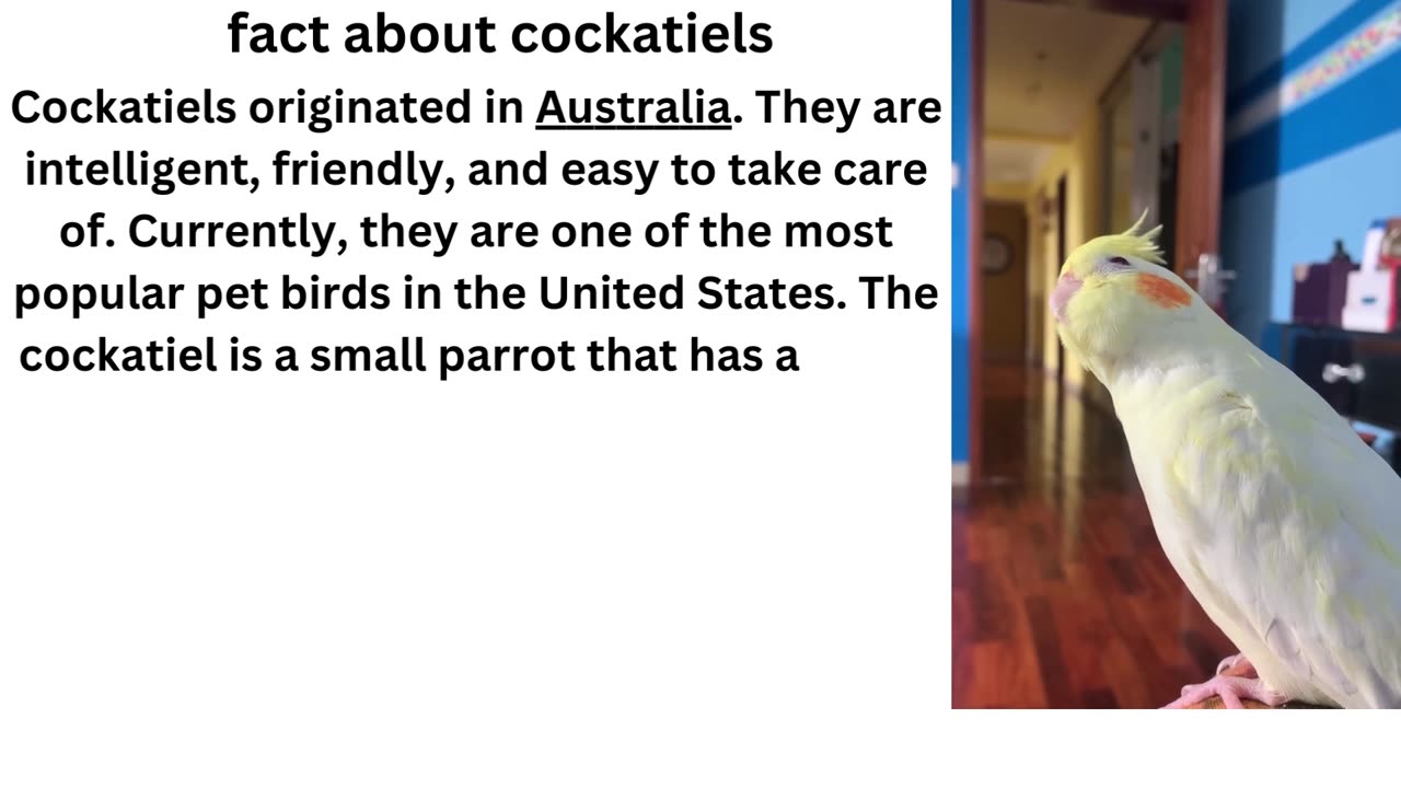 #bird facts...cockatiels