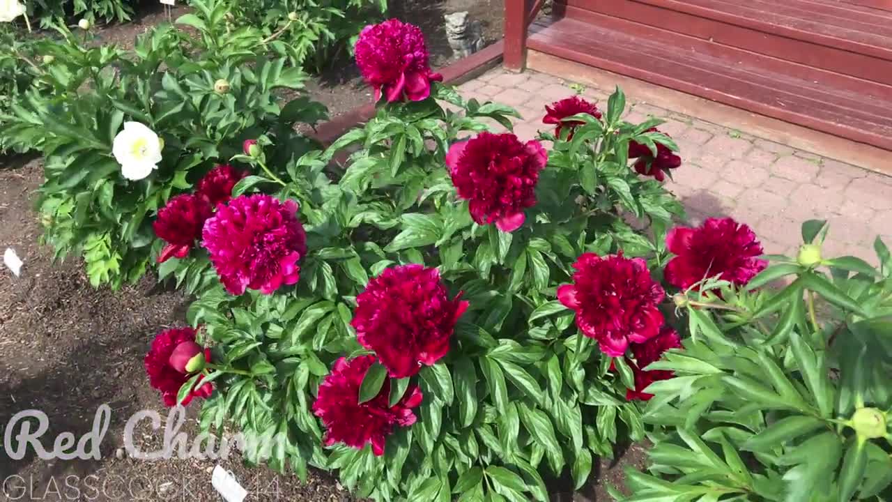 Canadian Peony Society Virtual Show