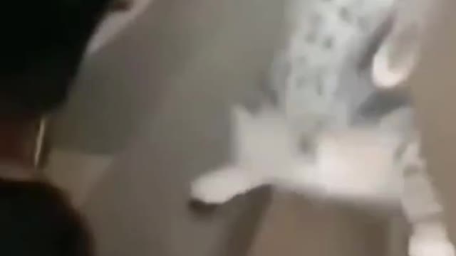 funny cat videos compilation part 4