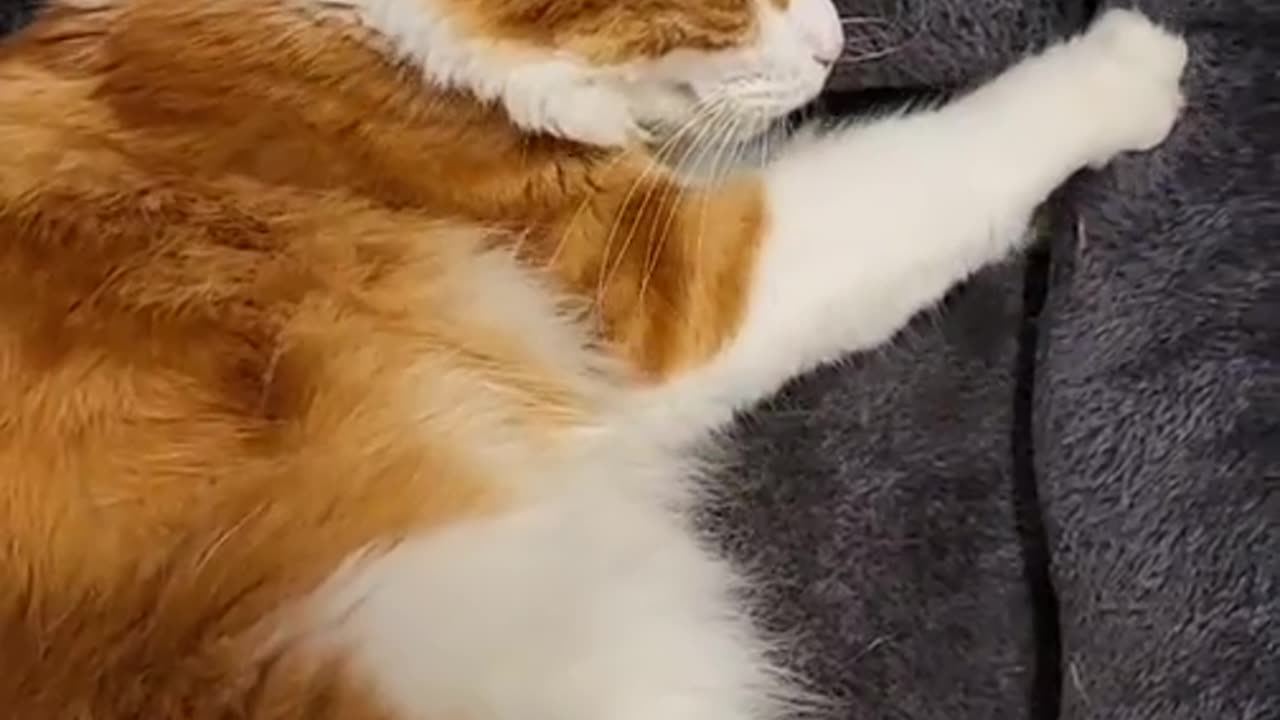 My cat, Tiger, just loves to just lay down and knead like there's no tomorrow....
