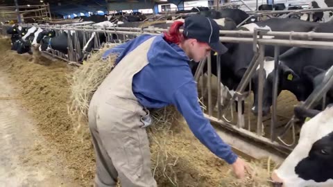 Amazing Modern Milking