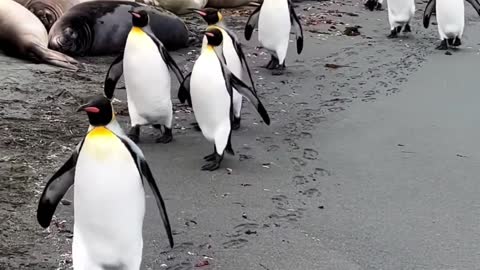 PENGUINES PARADE