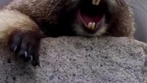 Marmota disiendo maa