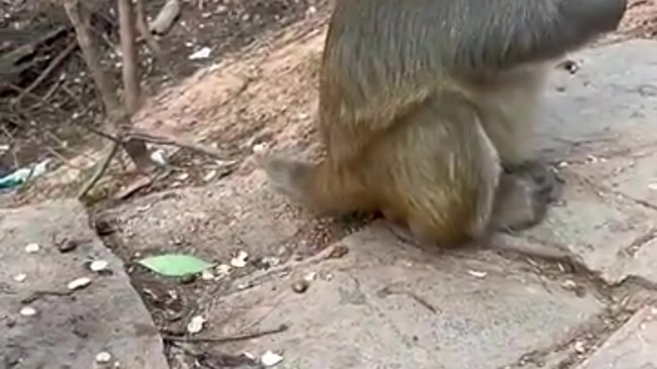 Funny monkey fooding ceck #funnyshors #viralclip #funnyvideos