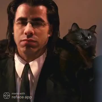 The Cat Montage! 🐈